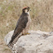Lanner Falcon - Photo (c) Tarique Sani, some rights reserved (CC BY-NC-SA)