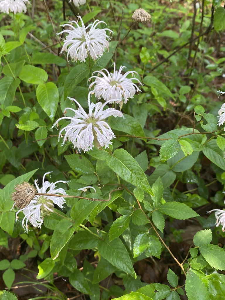 Monarda bradburiana, Ozark-St. Francis National Forests, Fayetteville, AR, US