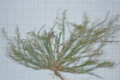 Eragrostis amabilis
