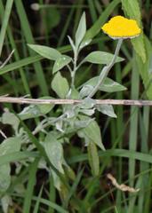 Helichrysum umbraculigerum