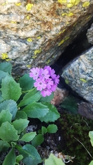 Primula latifolia