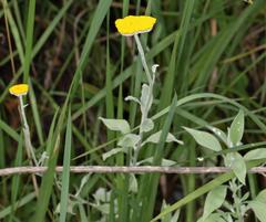 Helichrysum umbraculigerum