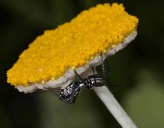 Helichrysum umbraculigerum
