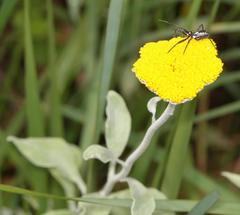 Helichrysum umbraculigerum