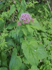 Valeriana pyrenaica