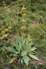Gentiana lutea aurantiaca