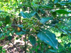 Viburnum tinus