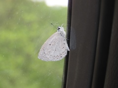 Celastrina neglectamajor