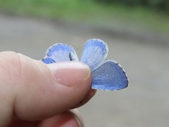 Celastrina neglectamajor