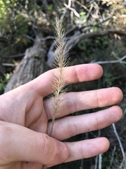 Setaria scheelei