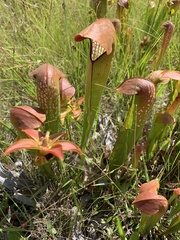 Sarracenia minor minor