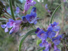 Penstemon speciosus