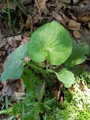 Piper umbellatum