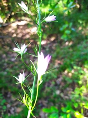 Campanula rapunculus