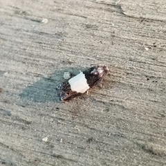 Epiblema tripartitana