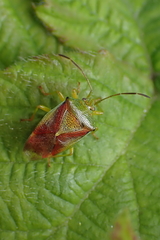 Elasmostethus interstinctus