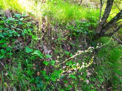Campanula rapunculus