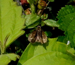 Spialia galba
