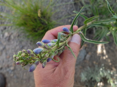 Penstemon speciosus