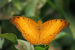 Vindula dejone erotella