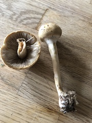 Agrocybe sororia
