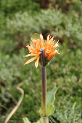 Gentiana lutea aurantiaca