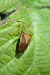 Elasmostethus interstinctus