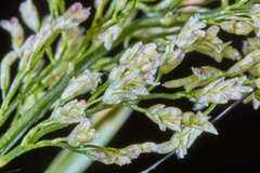 Eragrostis amabilis