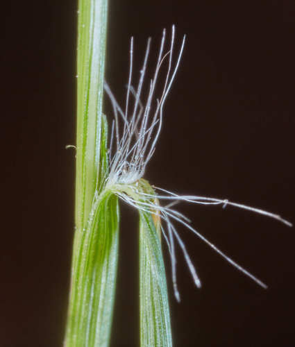 Eragrostis tenella