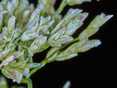 Eragrostis tenella