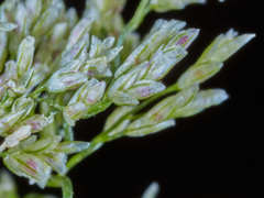 Eragrostis amabilis
