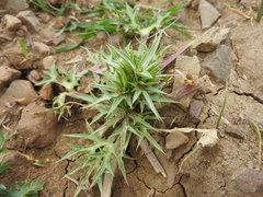 Atractylis cancellata