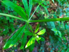 Galium