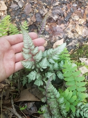 Athyrium niponicum