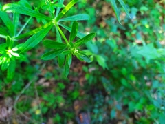 Galium