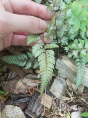 Athyrium niponicum