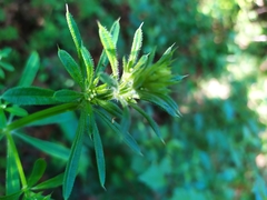 Galium