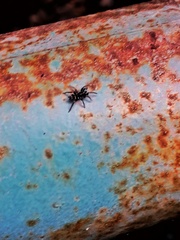 Latonigena