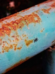 Latonigena