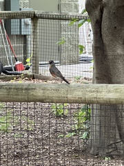 Turdus migratorius