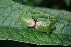 Palomena prasina