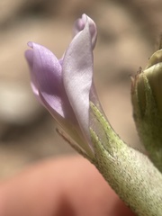 Astragalus asclepiadoides