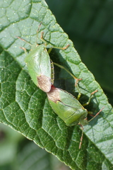 Palomena prasina
