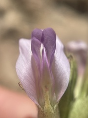 Astragalus asclepiadoides