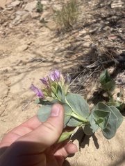 Astragalus asclepiadoides