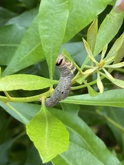 Catocala muliercula