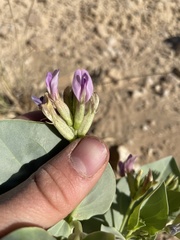 Astragalus asclepiadoides