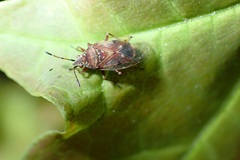 Kleidocerys resedae