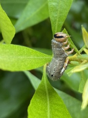 Catocala muliercula