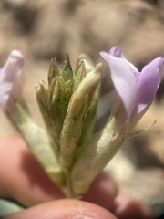 Astragalus asclepiadoides